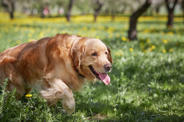 Mooie huisdierenhond die op het groene gras ligt