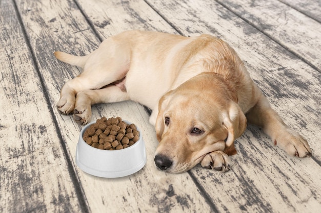 Mooie huiselijke hond op de vloer met voedsel in de kom