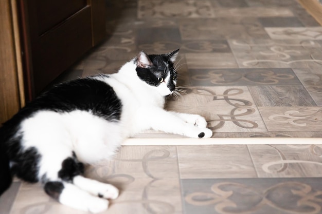 Mooie huiskat Zwart-witte kat ligt op de vloer Cat Day
