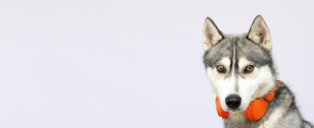 Mooie husky hond met koptelefoon geïsoleerd op wit met kopie ruimte banner