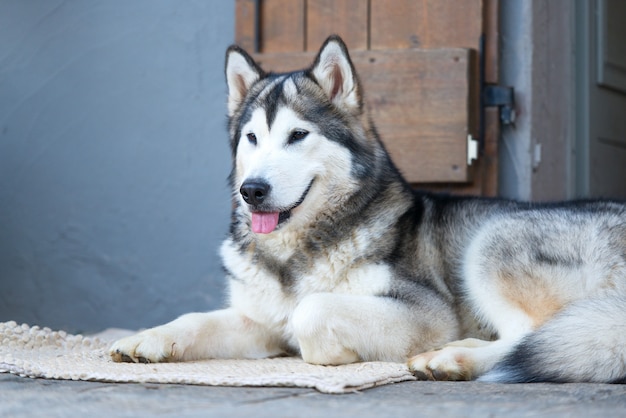 Mooie husky hond zittend op de drempel met zijn tong uit