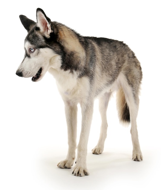 Mooie husky's hond geïsoleerd op wit