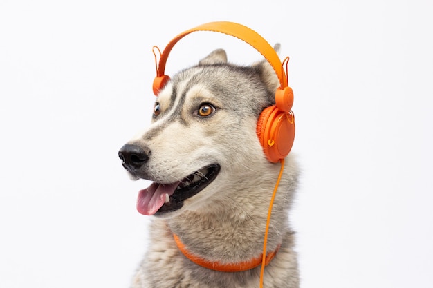 Mooie husky's hond met koptelefoon geïsoleerd op wit met kopie ruimte banner