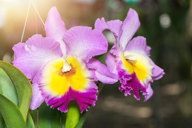 mooie Hybride roze Cattleya-orchideebloem