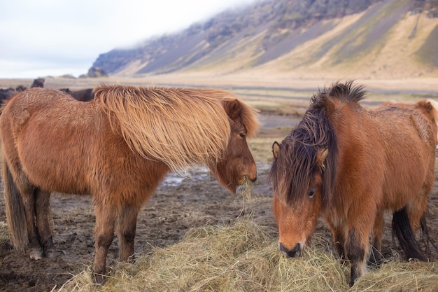 Mooie IJslandse paarden met lange manen grazen en eten hooi