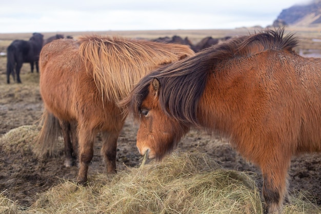 Foto mooie ijslandse paarden met lange manen grazen en eten hooi