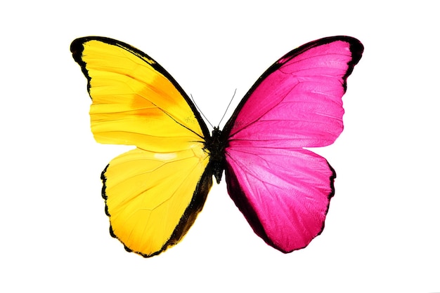Mooie insectenvlinder met gele en roze vleugels. geïsoleerd op witte achtergrond