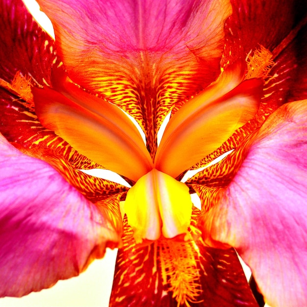 Mooie iris bloem close-up. Sfeervolle fotografie. Tijger kleur