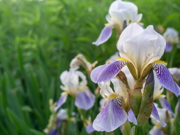 Mooie irisbloem, close-up.