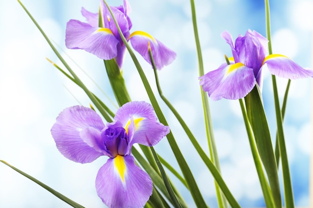 Mooie irisbloem op lichte achtergrond