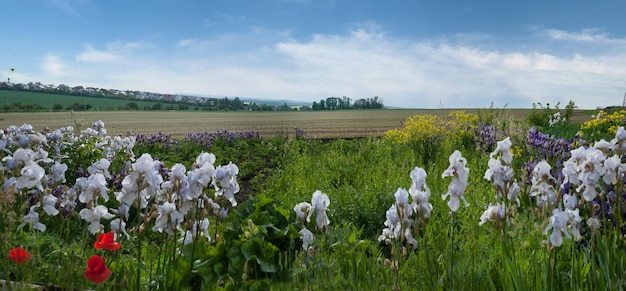 Mooie irissen op de voorgrond paarse en gele bloemen landschap van velden en bosjes in de vallei