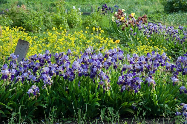 Mooie irissen op de voorgrond paarse en gele bloemen