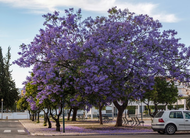 Mooie jacaranda mimosifolia subtropische bomen op een park.