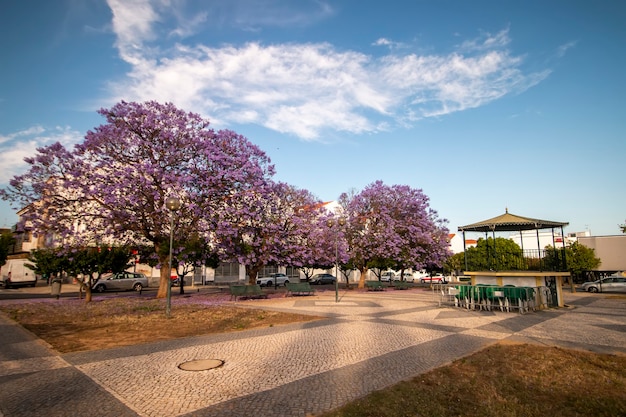 Mooie Jacaranda mimosifolia subtropische bomen op een park.