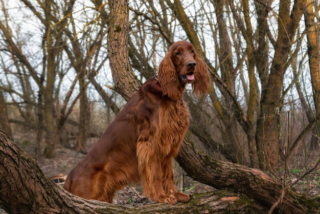 Mooie jacht jonge hond Ierse setter in voorjaar portret in forest