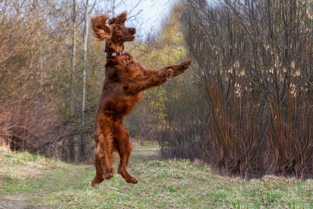 Mooie jacht jonge hond Ierse setter springen