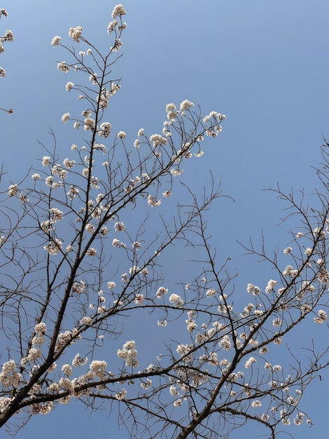 Mooie japanse sakura kersenbloesem achtergrond Prachtige natuurscène met bloeiende boom