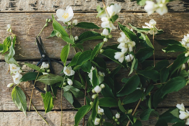 Mooie jasmijnbloemen en schaar plat op rustieke houten achtergrond in zonnig licht