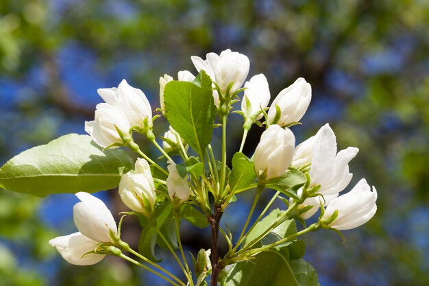 Mooie jasmijnbloemen met gesloten knoppen