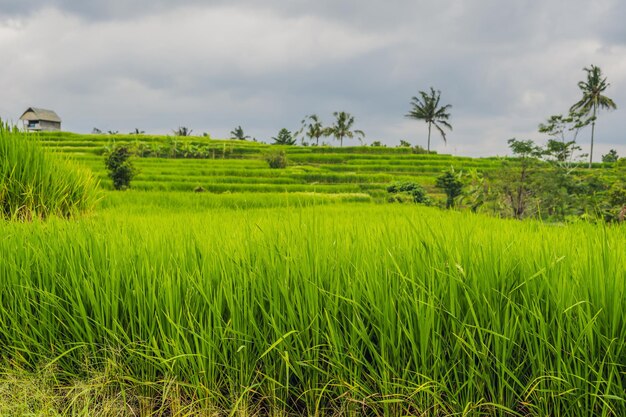 Mooie Jatiluwih-rijstterrassen tegen de achtergrond van beroemde vulkanen in Bali, Indonesië.