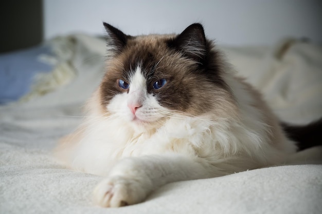 Mooie, jonge, blanke, raszuivere Ragdoll kat.