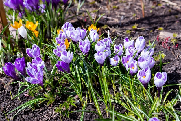 Mooie jonge bloemen van paarse krokus groeien op een bloembed in het vroege voorjaar onder een warme zonKrocus witgrijze delicate bloem op een zonnige dag in het vroege voorjaar