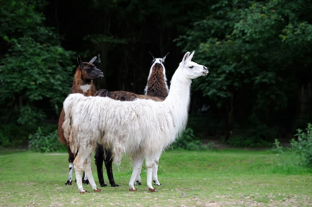 Mooie jonge drie alpaca in de natuur