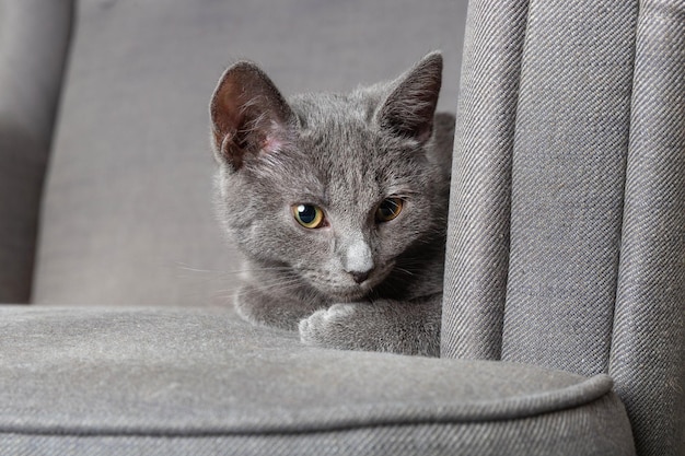 Mooie jonge grijze kitten op de fauteuil