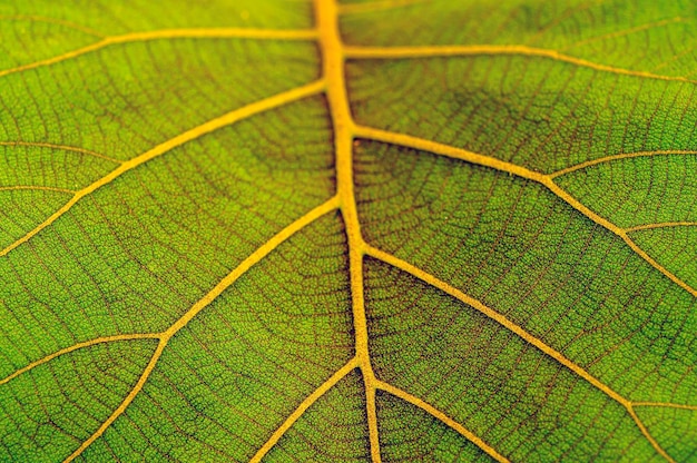 Mooie jonge groene bladeren textuur van de teak plant