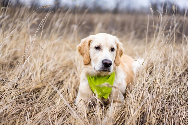 Mooie jonge hond liggend in hoog gras