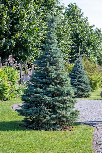 Mooie jonge kerstboom die groeit op het gazon in de tuin bij het huis