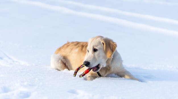 Mooie jonge retrieverhond die op sprankelende sneeuw met stuk speelgoed ring ligt