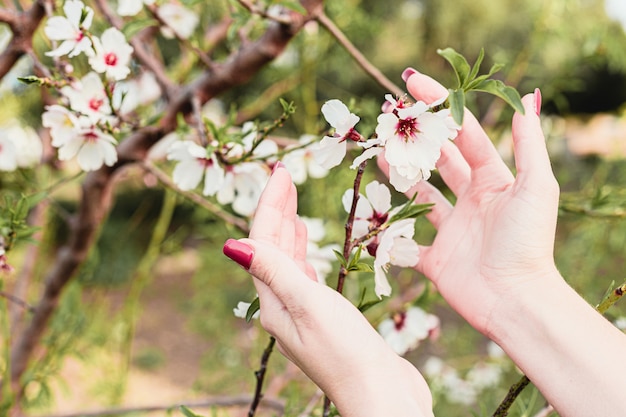 Mooie jonge vrouw handen rond amandel bloemen in de boom met groene achtergrond van bladeren en takken in het voorjaar