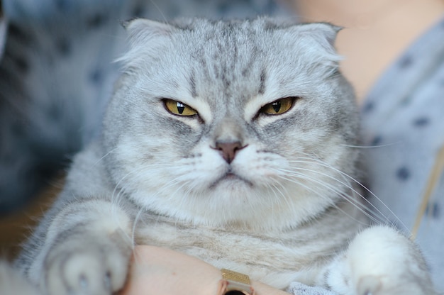 Mooie jonge vrouw met schattige kat op een bed