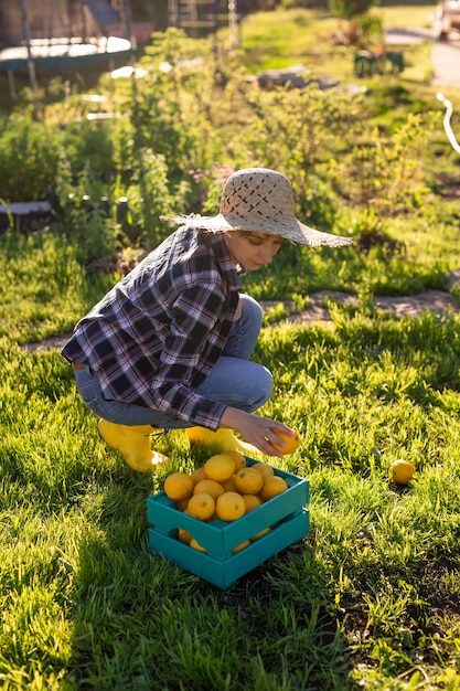 Mooie jonge vrouw tuinman in hoed plukt citroenen in een mand in haar moestuin op een zonnige