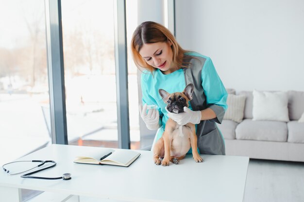 Mooie jonge vrouwelijke dierenarts die hond in kliniek onderzoekt