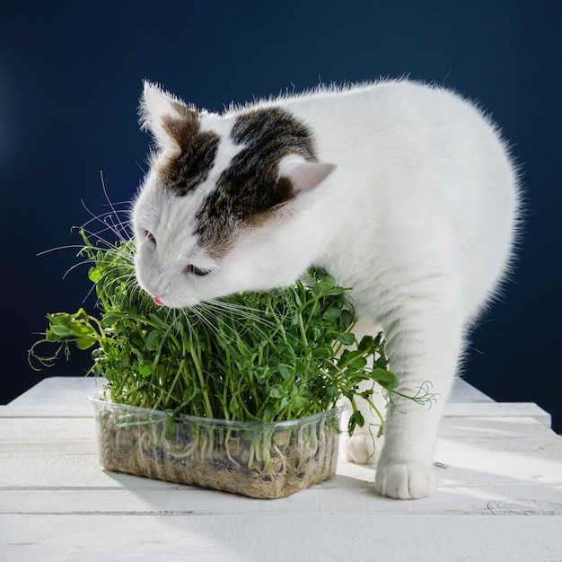 Mooie jonge witte kat die jonge spruiten van groene erwten snuift