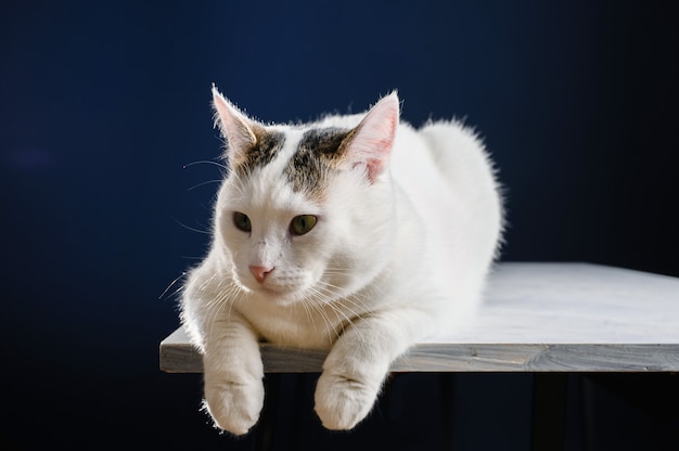 Mooie jonge witte kat ligt op een witte tafel en kijkt opzij