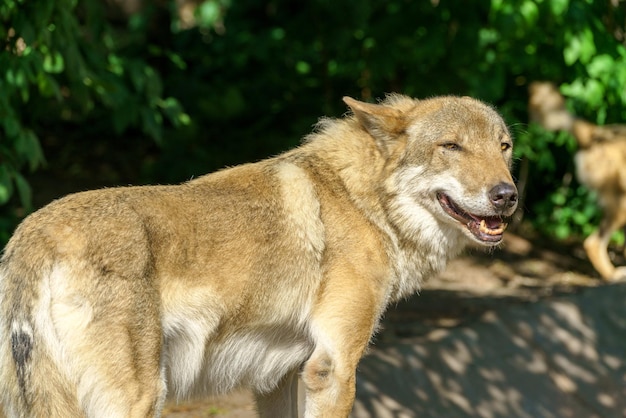 Mooie jonge wolf roofzuchtig wild dier