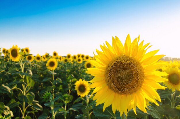 Mooie jonge zonnebloem groeien in een veld op een zonnige dag. Landbouw en landbouw