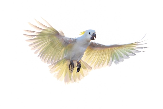 Mooie Kaketoe papegaai vliegen geïsoleerd op wit.