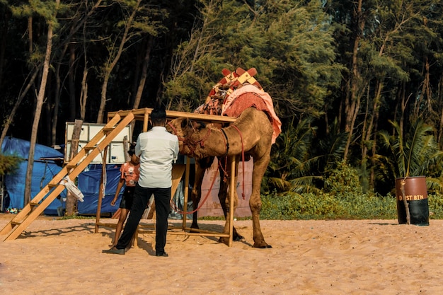 Mooie kameel in de woestijn klaar voor safari India