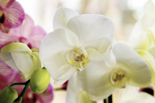 Mooie kamerbloem witte orchidee met geel centrum