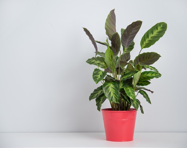 Mooie kamerplant Kalathea in rode pot op witte tafel. Vooraanzicht en kopie ruimte afbeelding