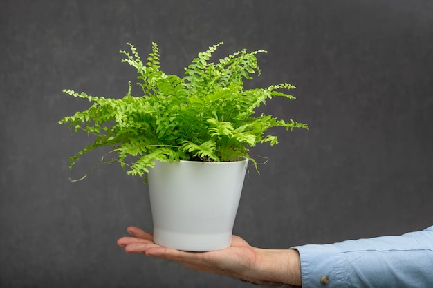 Mooie kamerplant op de palm van een man tegen een grijze achtergrond. Groene kamerplant.