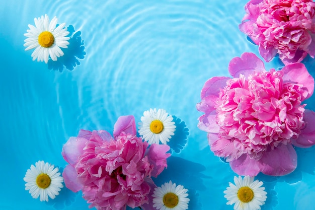 Mooie kamille bloemen en pioenrozen drijvend op het water op een blauwe achtergrond Bovenaanzicht plat lag