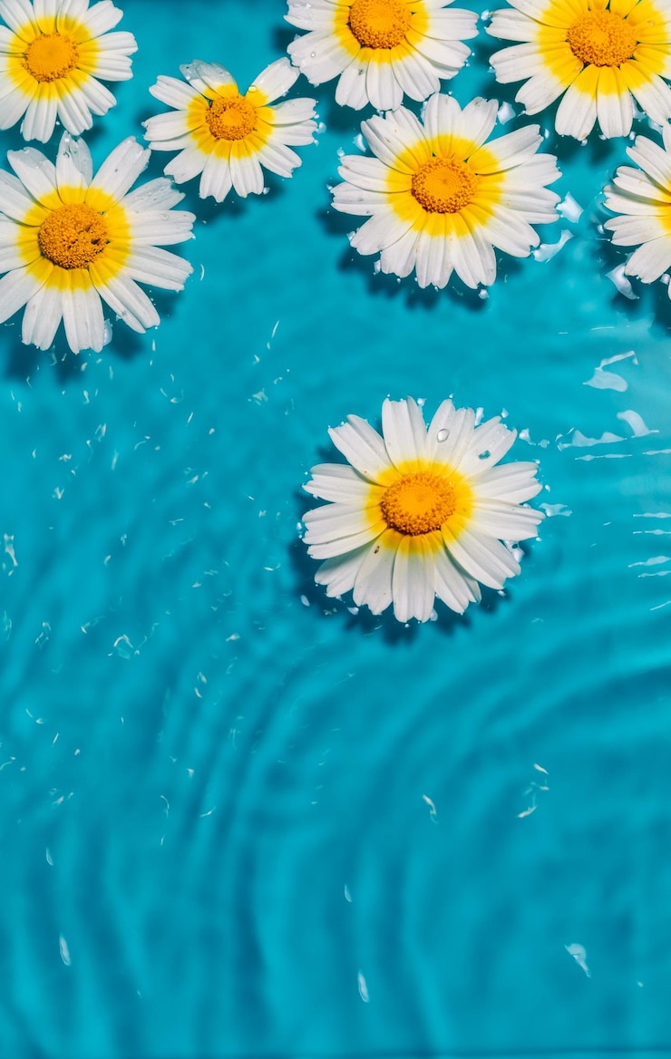 Mooie kamillebloemen in het water van een zwembad