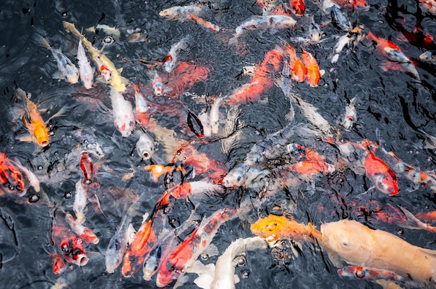 Mooie karper koi vissen zwemmen in vijver in de tuin