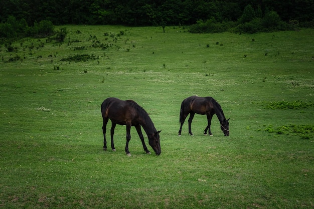 Mooie kastanjepaarden op een boerderij in de zomer