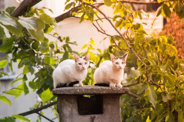 Mooie kat als huisdier in zicht